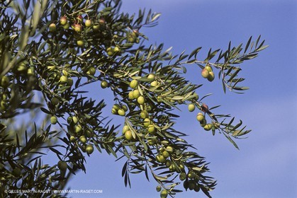 France, Provence, Oliviers, oliveraies, olive trees