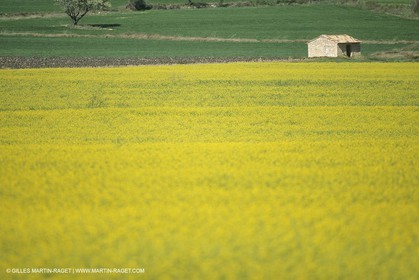 France, Provence, champs de Colza