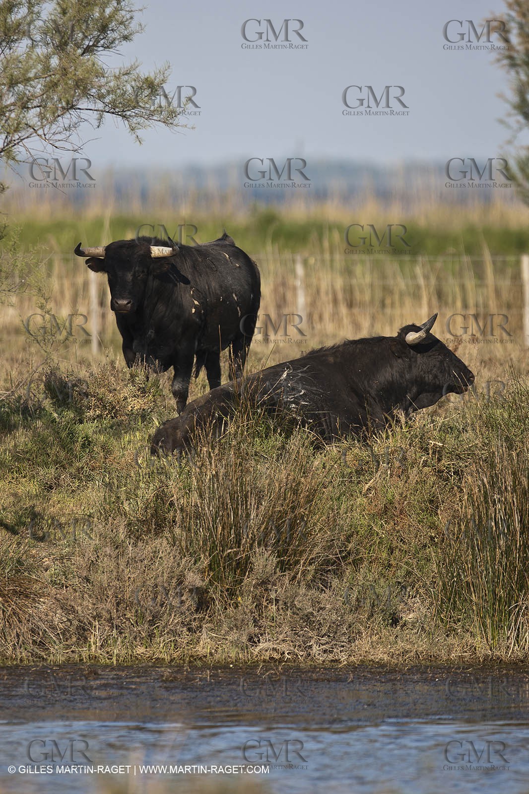19 04 2011 - Arles (FRA,13) - Bullfight toros in Camargue