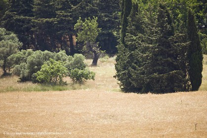 24 Juin 2008 - Saint Rémy de Provence (FRA-13) - Paysage des Alpilles