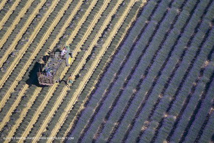 France, Provence, Lavender fields