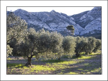 Alpilles