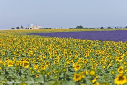 27 06 2011 - Valensole (FRA, 04) - Lavander fields