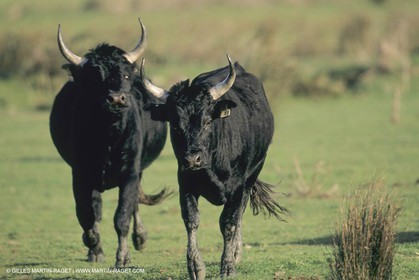 France, Provence, Camarggue, Taureaux de Camargue, bulls