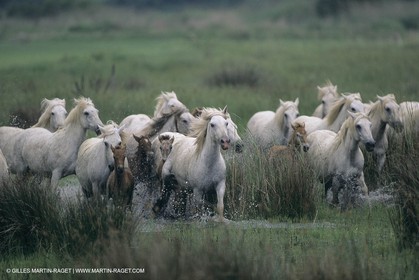 France, Provence, Camargue, White horses from Camargue