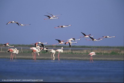 Pink Flamingos - Camargue