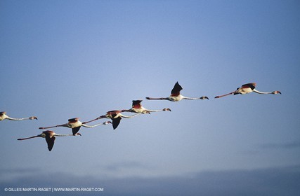 Camargue (FRA,13) - Flamants roses en Camargue