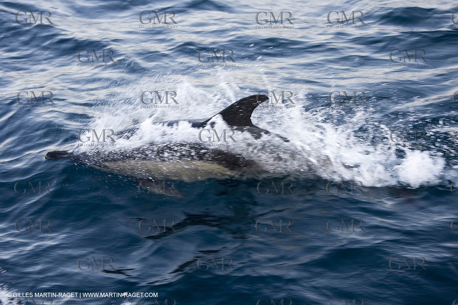 Marine animals