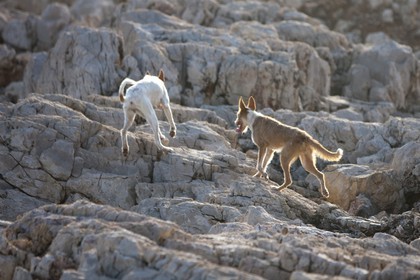 27 08 2010 - Minorque (ESP) - Punta Sati (Côte Ouest)