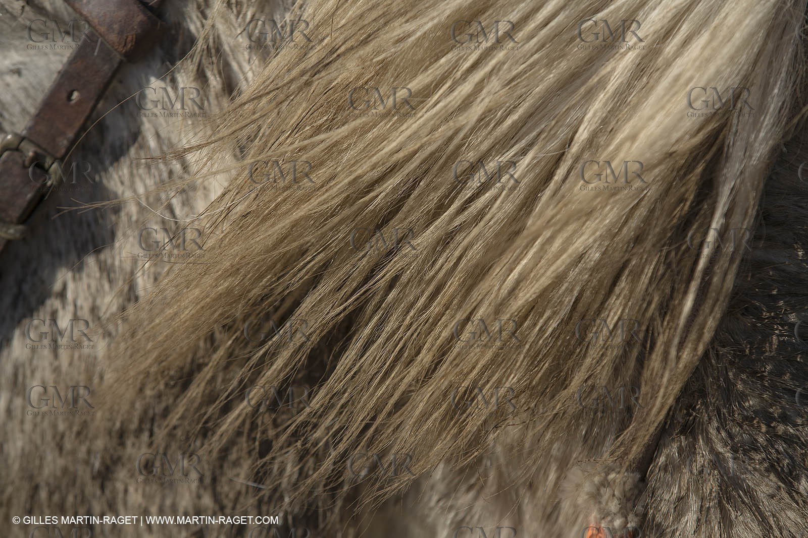 26 12 2013 - Les Saintes Maries de la Mer (FRA,13) - Horse riding at Cabanes de Cacharel