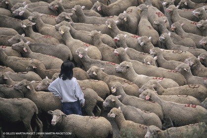 France, Provence, Moutons, bergers, élevage, transhumance