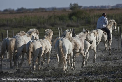 18 04 2011 - Les Saintes Maries de la Mer - Camargue white horses