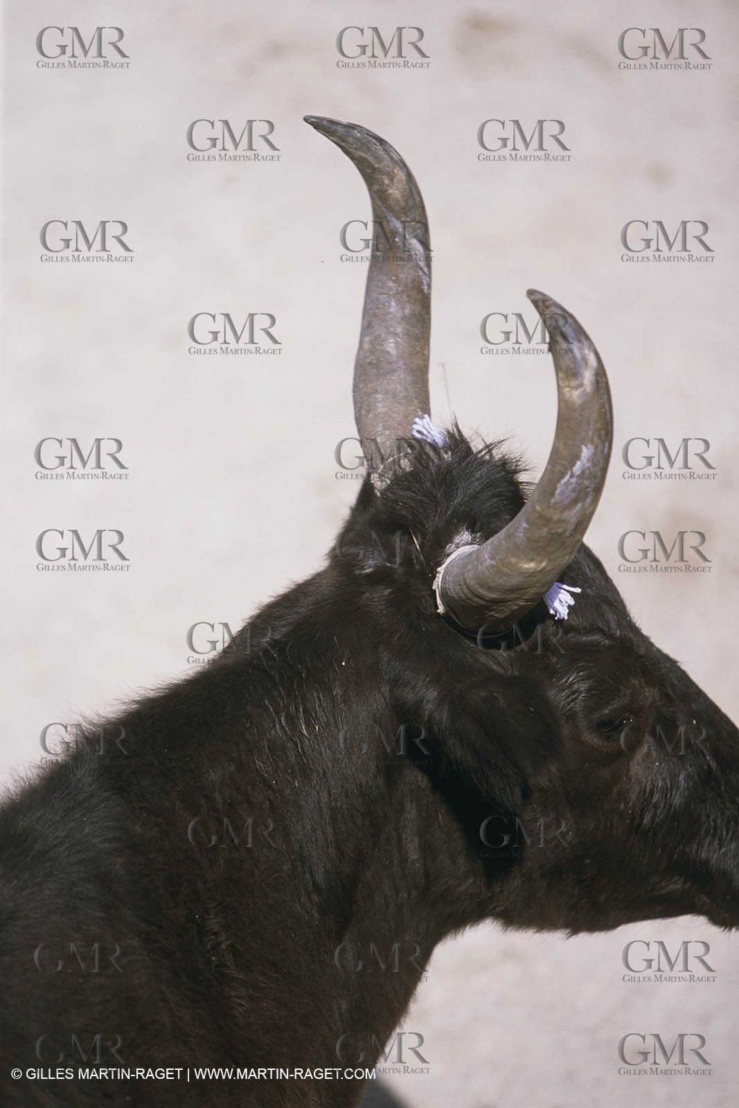 France, Provence, Course libre