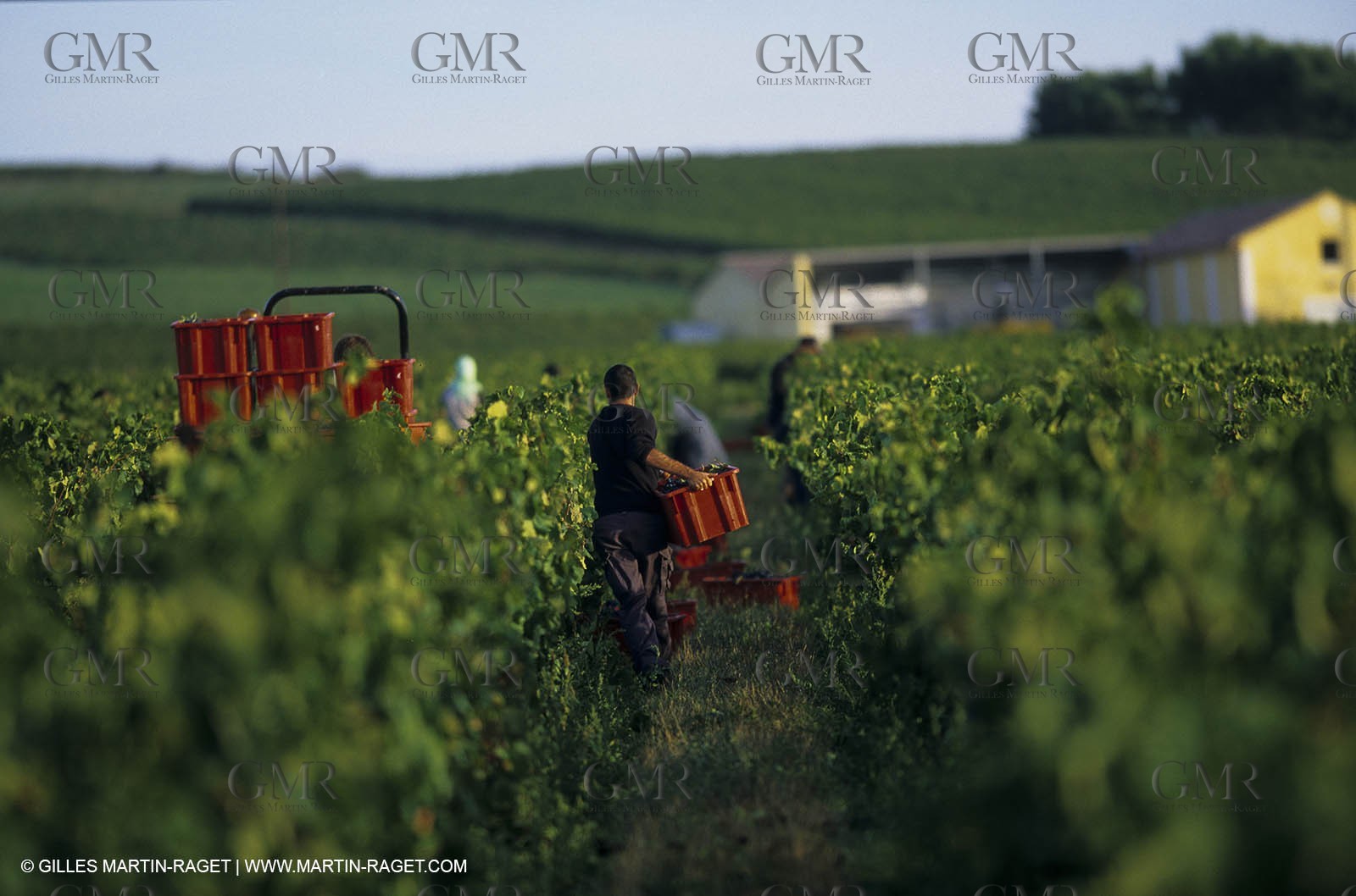 Paysages de Nîmes Métropole (FRA,30) -Costières