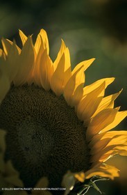 Luberon (FRA,84), Sunflower fields