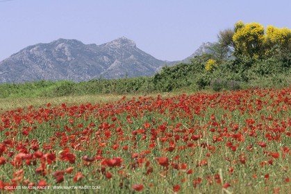 France, Provence, Champs de Coquelicots   Poppies fields