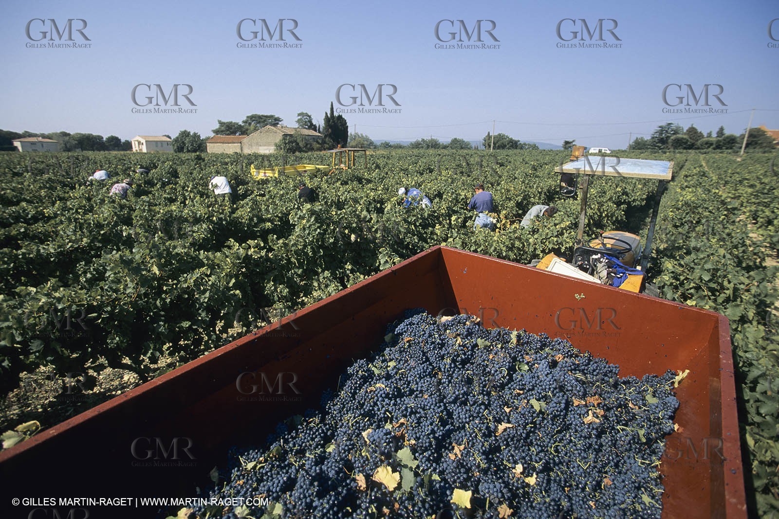 Vin, Vigne , Vendanges, vignification, vignobles, France, Provence, Côte du Rhône, Rosé