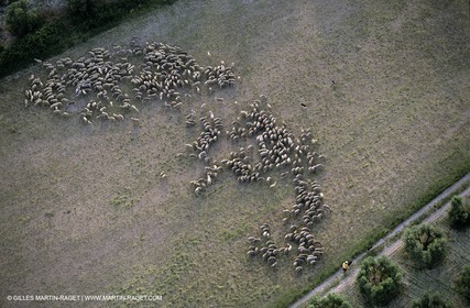 Alpilles et Montagnette, moutons dans les paturages