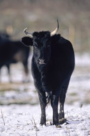 Provence sous la neige - Camargue