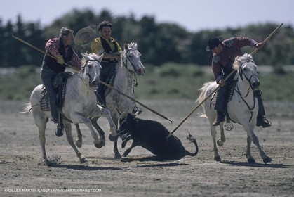 France, Provence, Camargue, Gardians de Camargue, métier, fêtes, élevage, tri