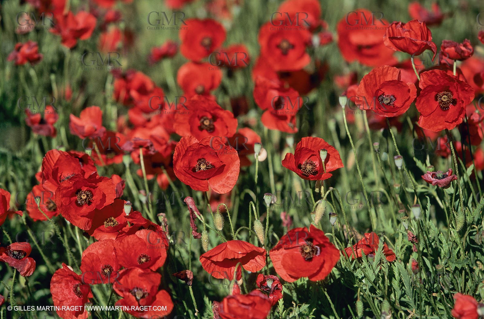 2000-2010- Les Alpilles (FRA,13) - Poppy fields