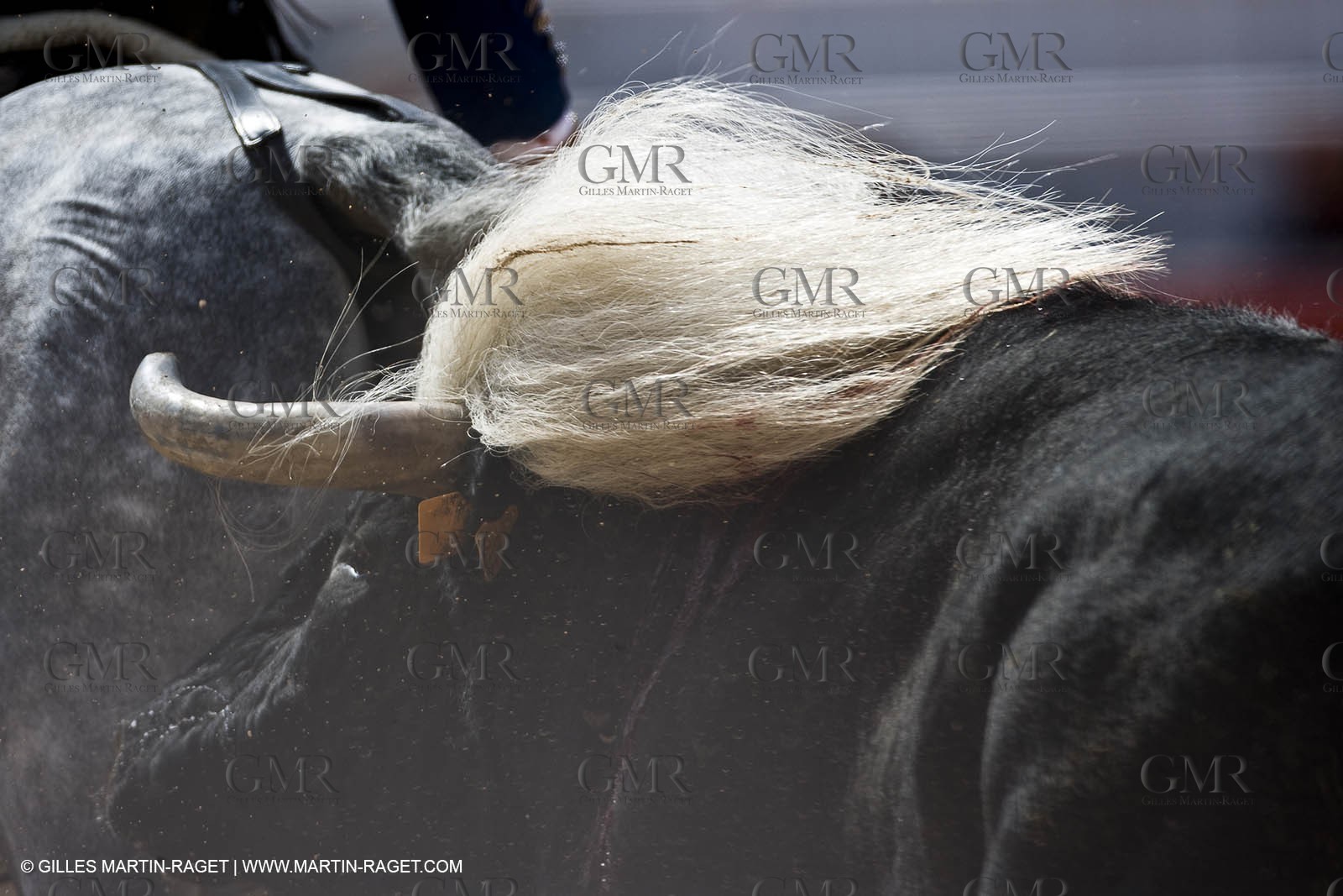25 03 2008 - Arles (FRA, 13) - Feria 2008 - Bullfight with horses