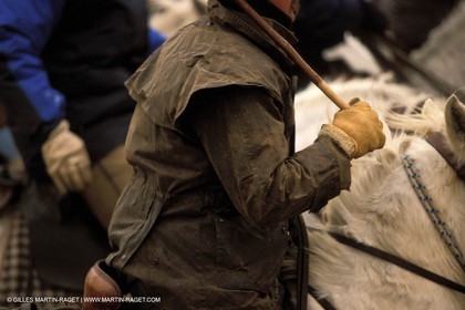 Camargue horses and bulls breeding