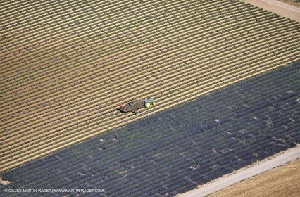 Juin 2005, Valensole (FRA,04) - Champs de lavandes
