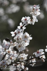05 02 2008 - Arles (FRA, 13) - Paysages du Pays d'Arles