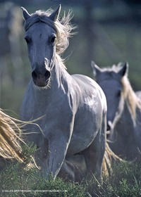 Camargue horses