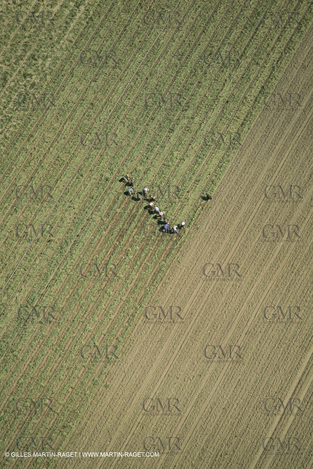 France, Provence, Agriculture