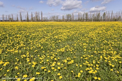 16 03 2008 - Saint Rémy de Provence (FRA, 13) - Paysages des Alpilles - Champs de pissenlits