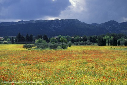 Coquelicots - Champs de Coquelicots