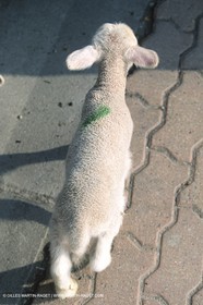 Saint Rémy de Provence (FRA,13) - Fête de la Transhumance