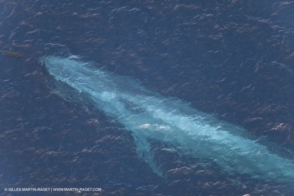 13 08 2009 - San Diego (USA,CA) - 33rd America's Cup - BMW ORACLE Racing - 90 ft Trimaran testings