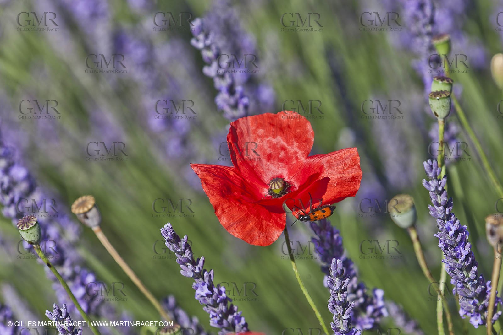 27 06 2011 - Valensole (FRA, 04) - Lavander fields