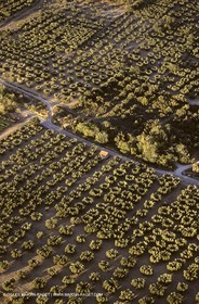 France, Provence, Oliviers, oliveraies, olive trees