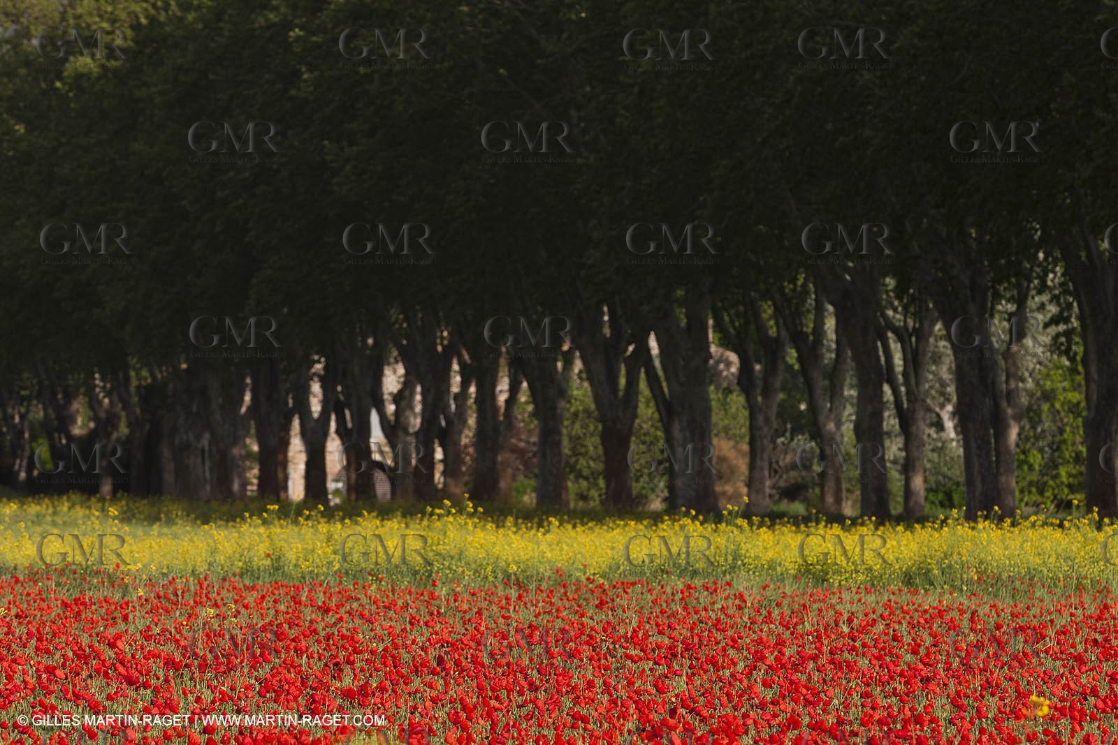 29 04 2012 ( Saint Rémy de Provence (FRA, 13) - Chaîne des Alpilles vers Romanin