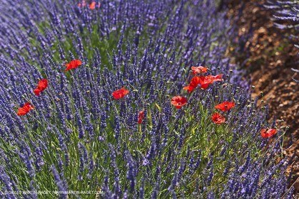 27 06 2011 - Valensole (FRA, 04) - Lavander fields