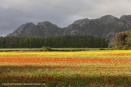 29 04 2012 ( Saint Rémy de Provence (FRA, 13) - Chaîne des Alpilles vers Romanin