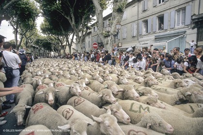 France, Provence, Moutons, bergers, élevage, transhumance