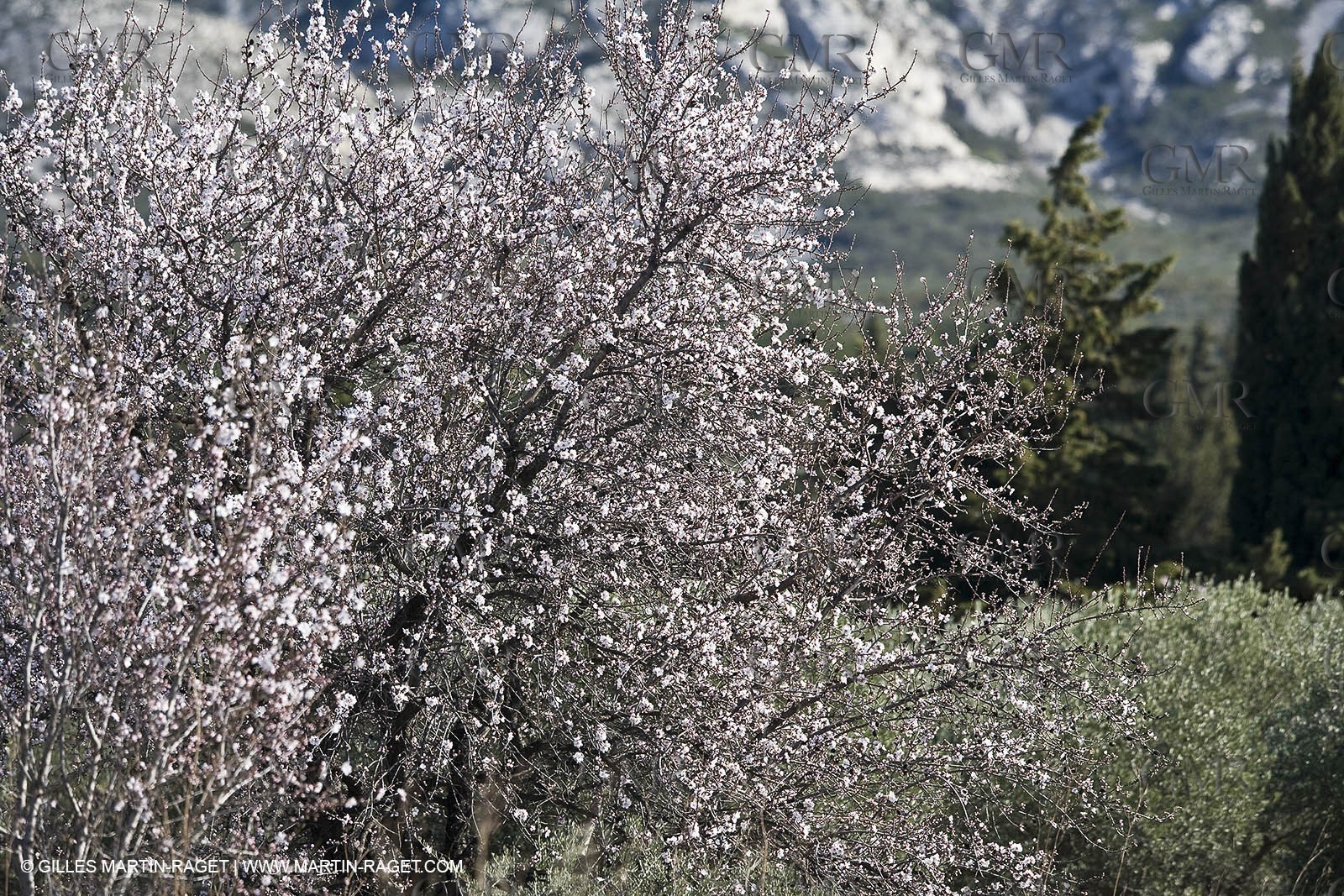 05 02 2008 - Arles (FRA, 13) - Arles surroundings landscapes