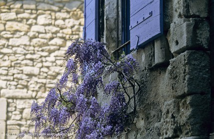 Les Alpilles, Saint Rémy de Provence, (FRA,13) - Glycine in Saint Rémy de Provence