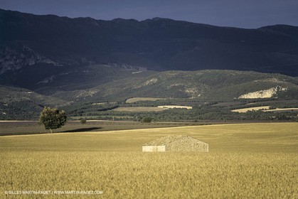 Corn and Wheat fields on Valensole Plateau in higher Provence (France)