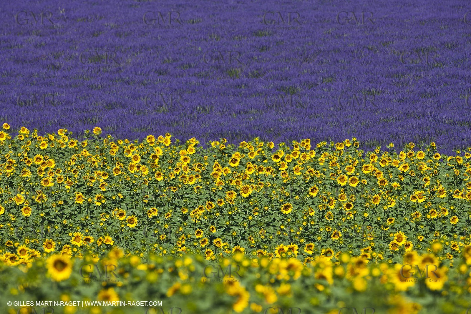 27 06 2011 - Valensole (FRA, 04) - Lavander fields