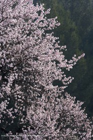 16 02 2008 - Les Baux de Provence (FRA, 13) - Alpilles hills landscapes