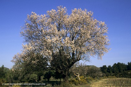 Luberon, Vaucluse (FRA,84) - Arbres fruitiers en fleur