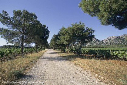 France, south, Alpilles landscapes