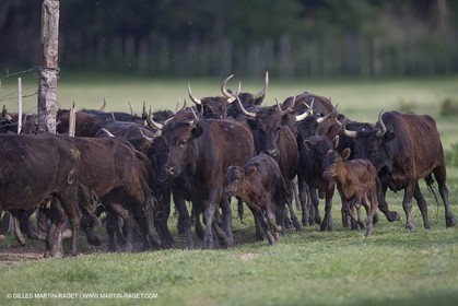 07 05 2008 - Le Cailar (FRA,30) - Tri à la manade du Mas du Pont de Laute