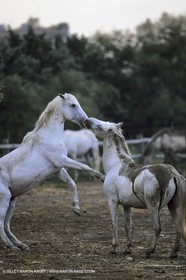 Camargue horses